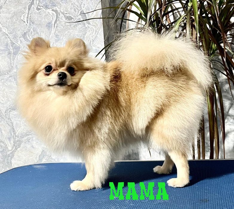 Немецкий мини шпиц
