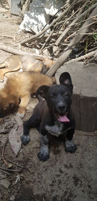 Собаки в добрые руки