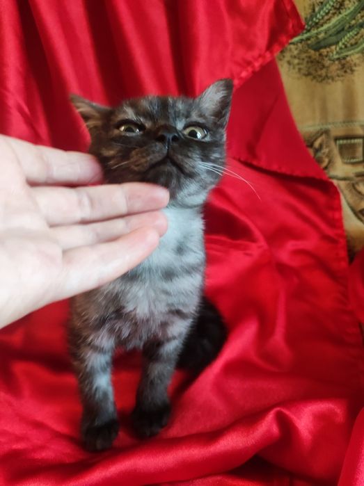 Котенок шотланка