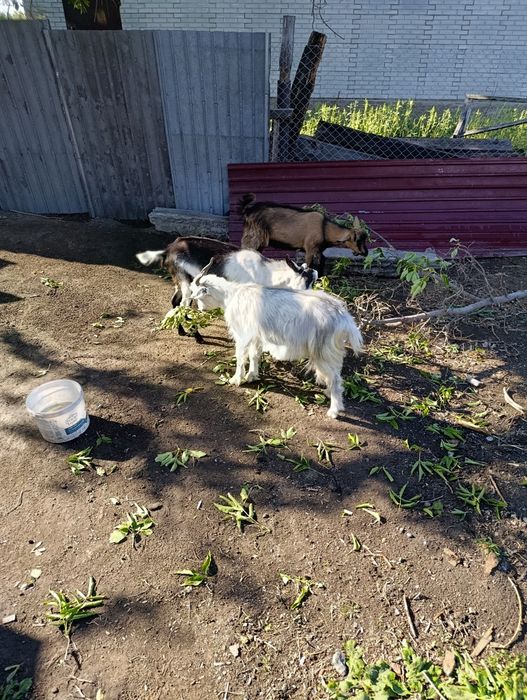 Продам козлов 20.000