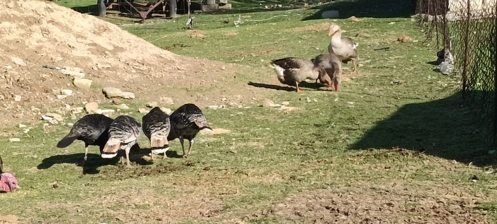 Крупный серый қаздардың жұмыртқасы бар