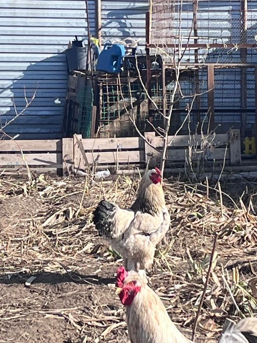 срочноо продам петухов