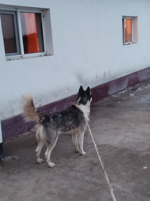 Лайка сатылады 8*айлқ