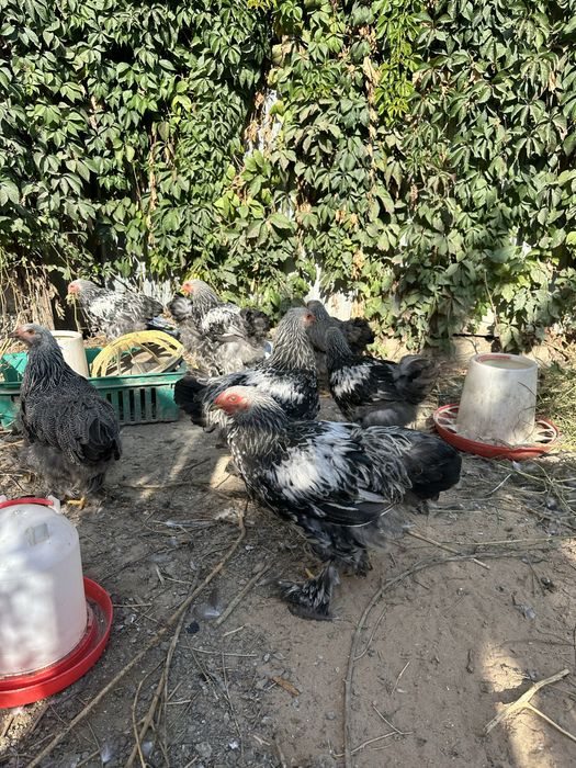 Петухи темная брама