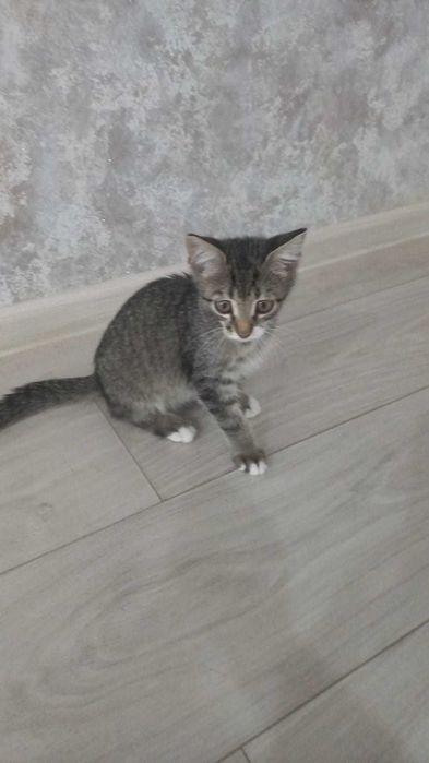 Красивые котята в добрые руки