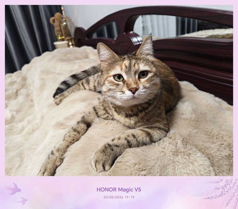 Кошечка милая, любит себя, стерилизованная