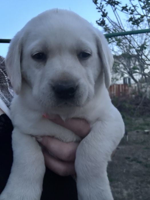 Лабрадор девочка