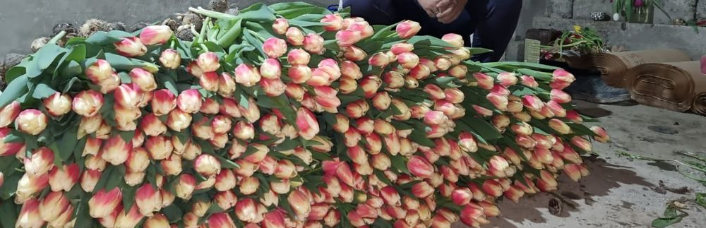 Тюльпаны крупные оптом бронь