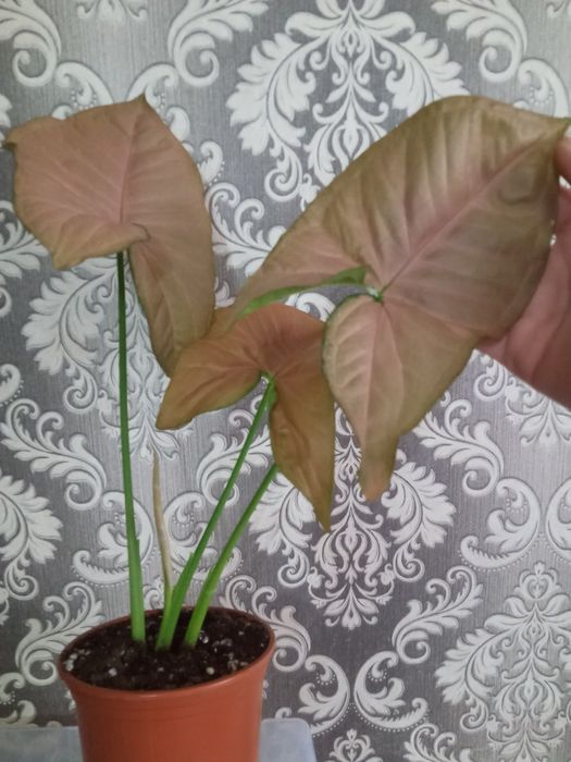 Эухарис комнатный белый