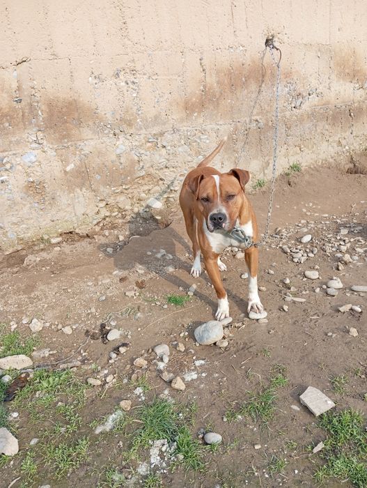 Пит бултер Американский парода