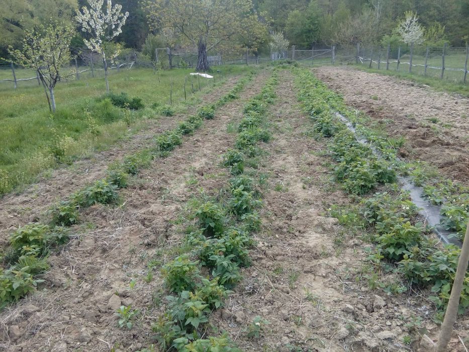 Vând drajoni de zmeură polka si stoloni căpsuni