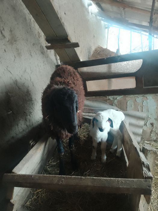 Ona bola qo'y sotiladi