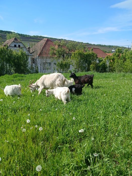 Vând o capra,o noatina,3 iedute si un ied