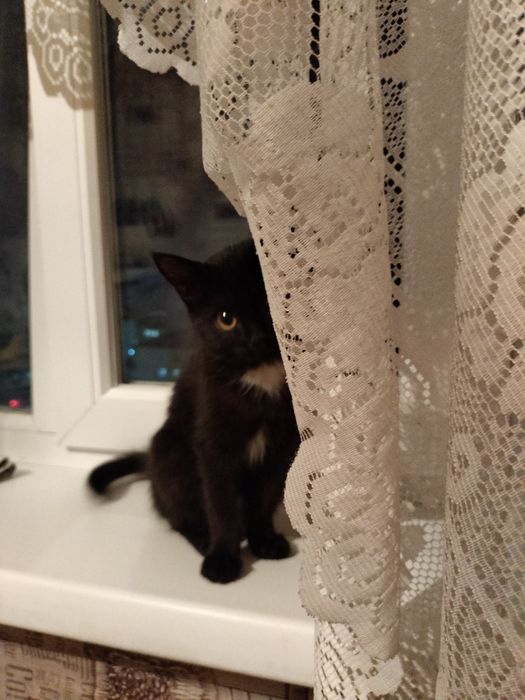 Отдам котенка-девочка 3 мес