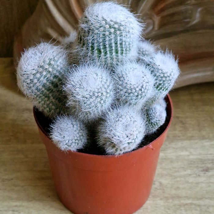 Кактусы, суккуленты