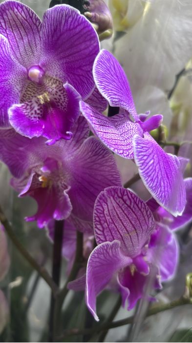 Орхидеи цветущие