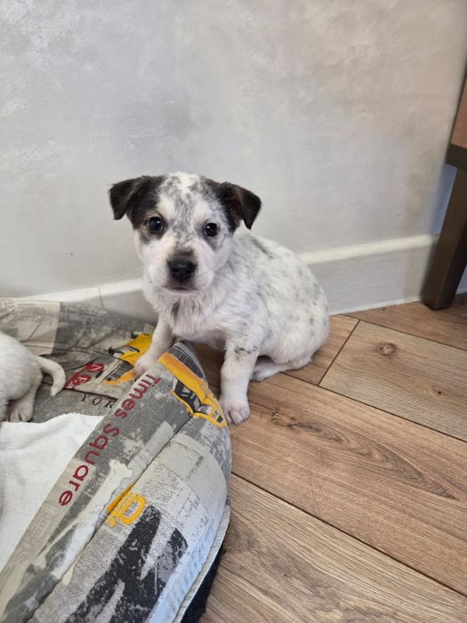 Щенятки в добрые руки