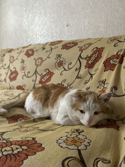 Отдам кота даром