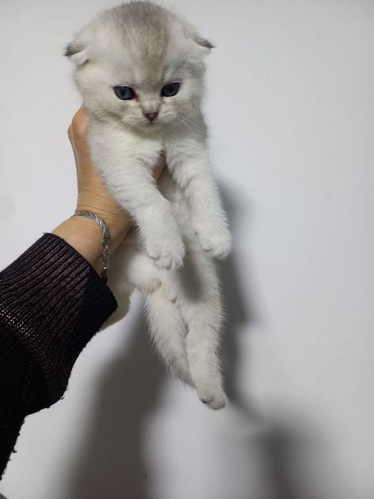 Продаются котята срочно срочно