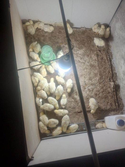 broller jujalar sotiladi