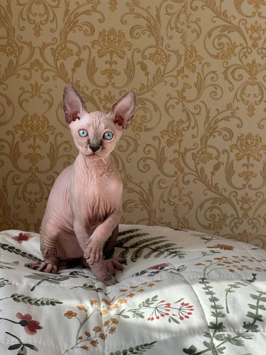 Котята канадского сфинкса