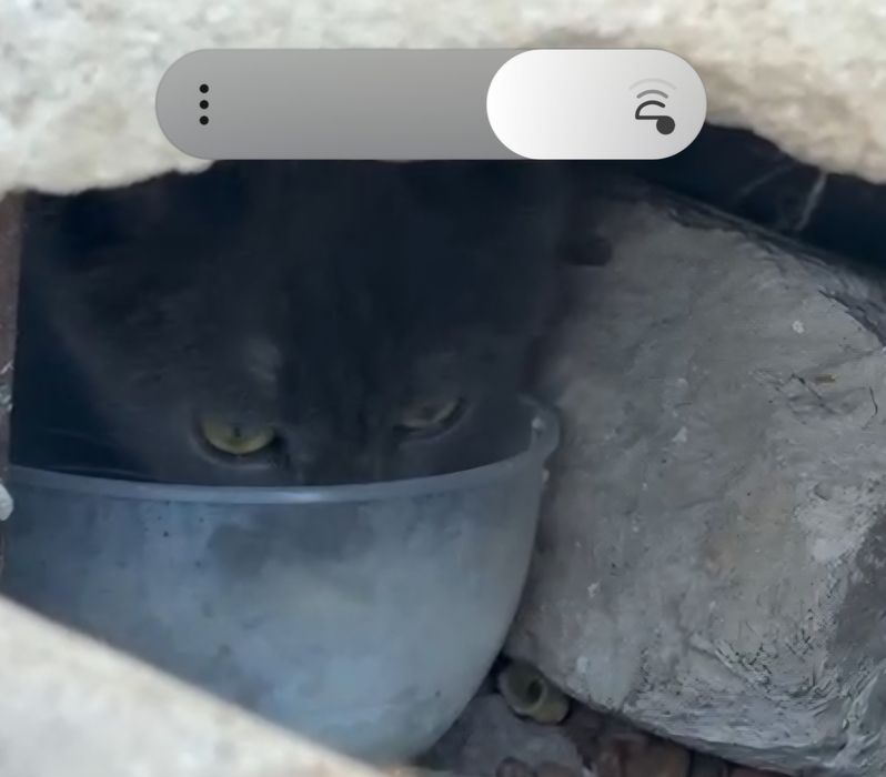 Котёнок ищет добрых хозяев.