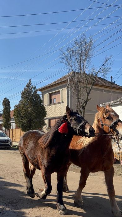 Iapă si manza  de vanzare