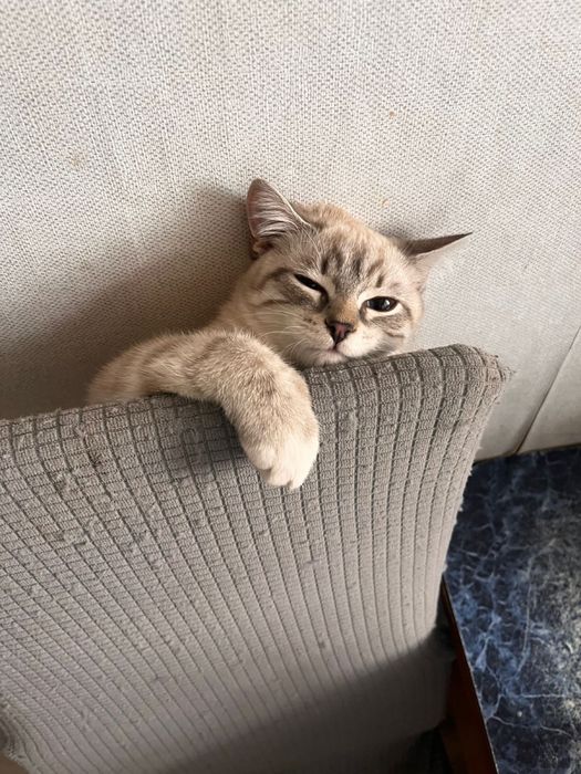 Котенок 5-6 месяцев