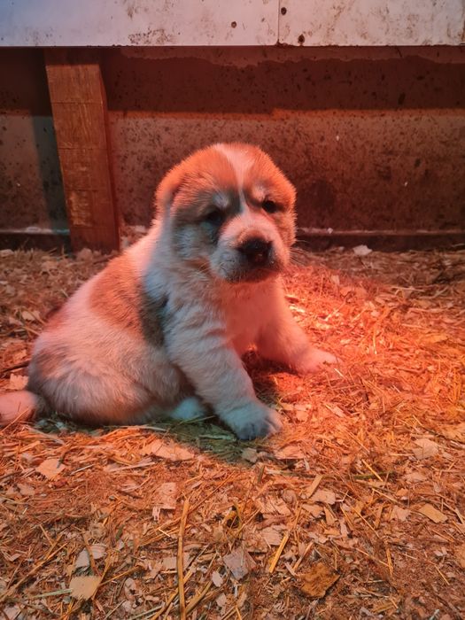 Щенки САО (Алабай)