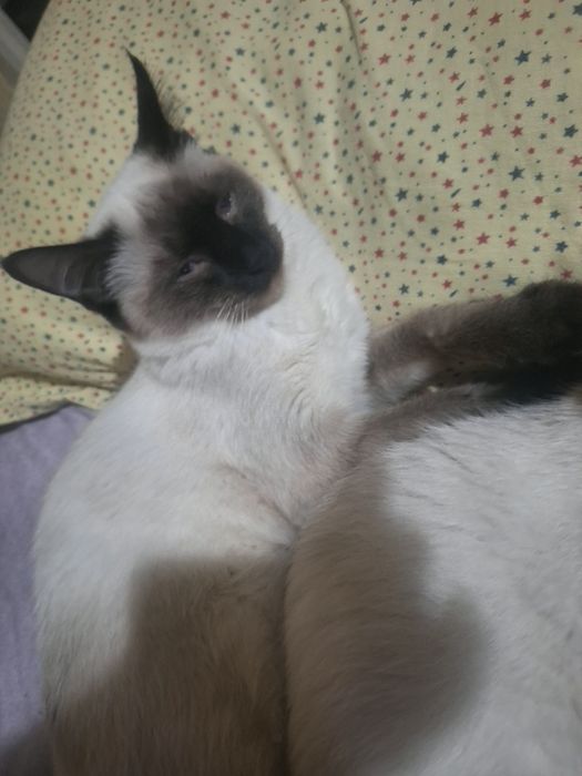 Сиямиски мушукчалар сотилади