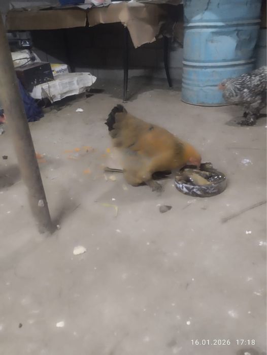 Брам тауыктарыы сатылады