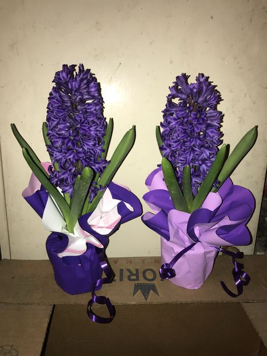 Зюмбюл кофичка за 8 март