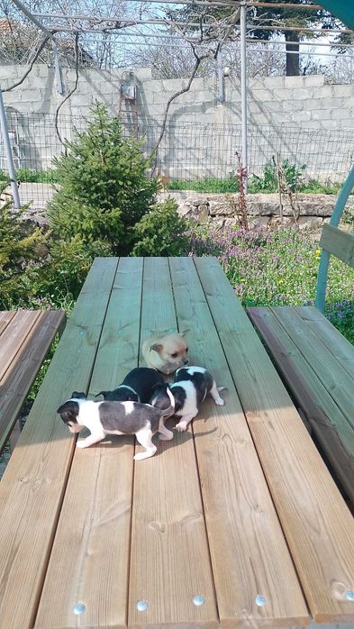 Продавам Чихуахуа