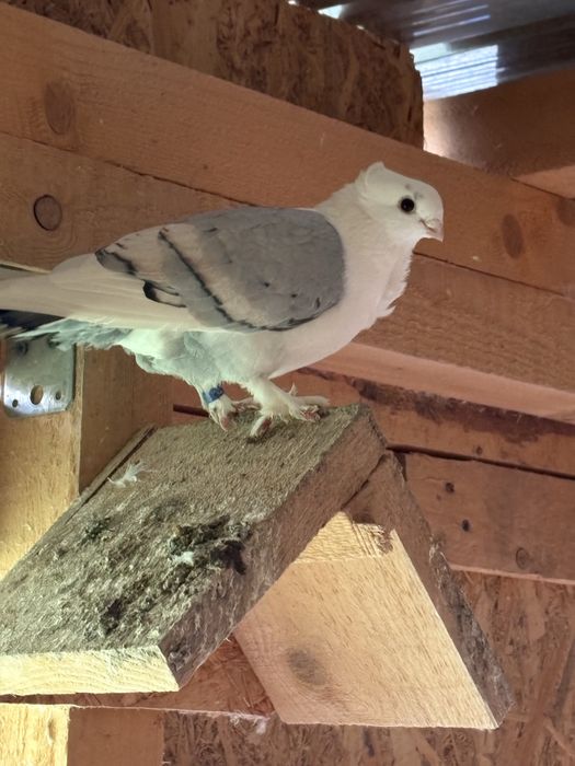 Porumbei misirli satineti