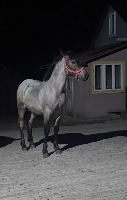 Vând manz de 5 luni