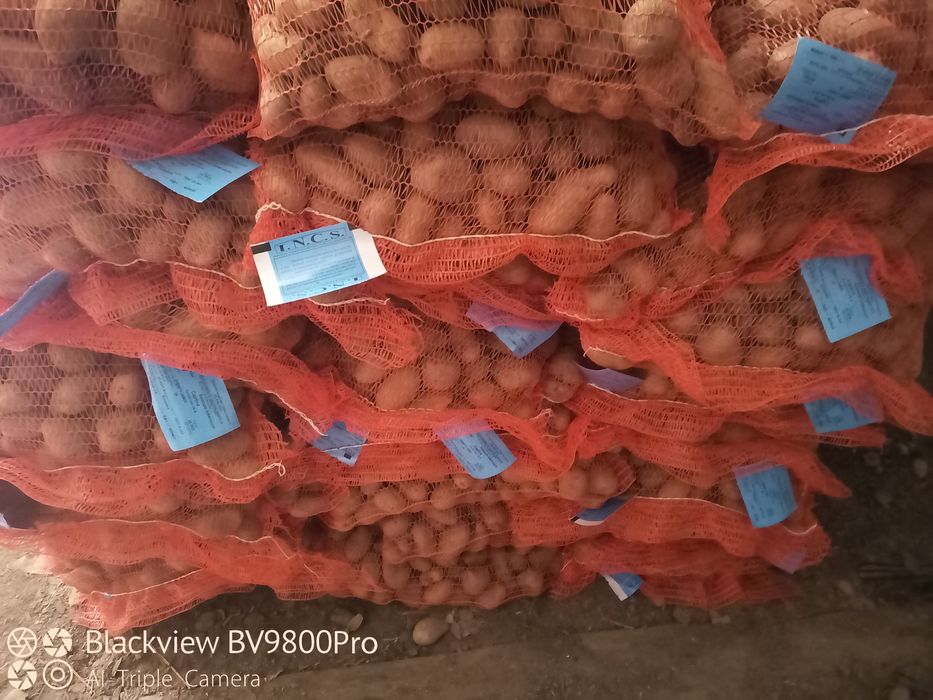 Cartofi de sămânță albi și roșii