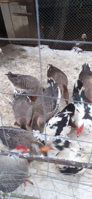 Vand rațe și gâște de  anul 2025