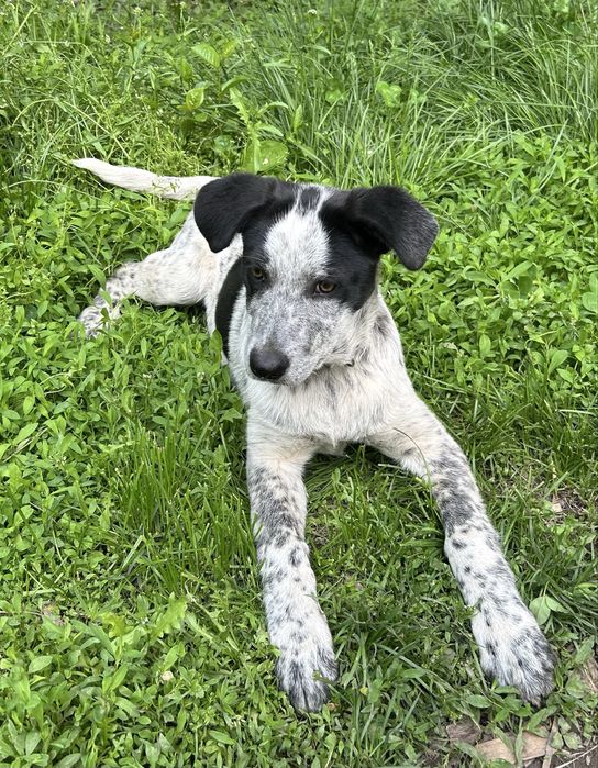 Нашлась собака в районе ул Гетте и ул Элеваторская