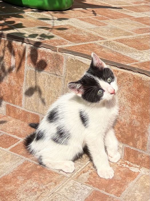 Pui pufosi de pisica