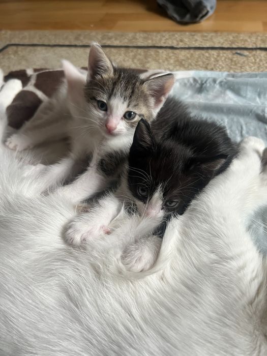 Маленькие котята ищут свой дом