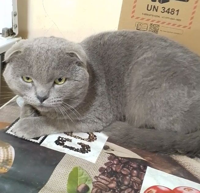 Скоттиш фолд кот