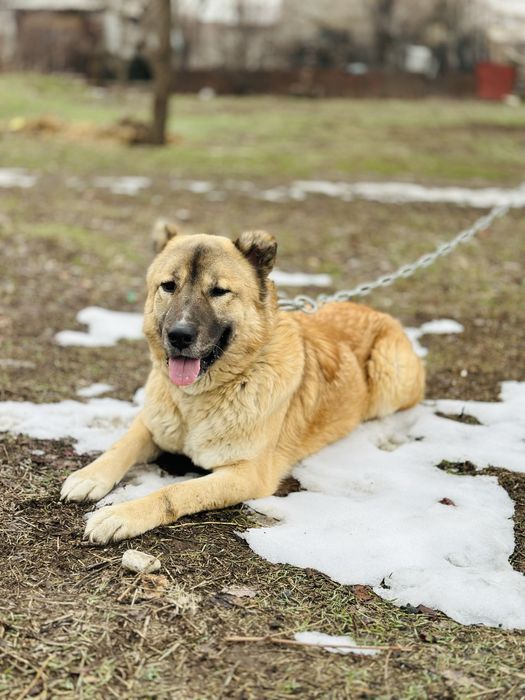 Диего! Алабай ищет семью. В хорошие руки