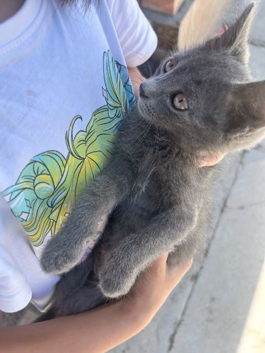 Отдам Домашних Котят В Добрые Руки