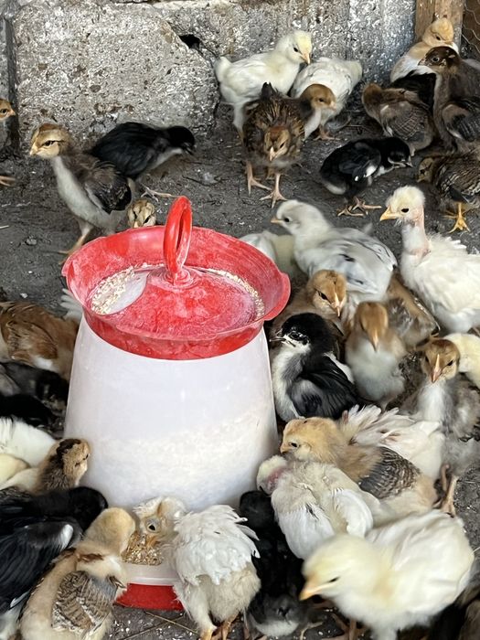 Vand pui de casa de la gaini ouatoare