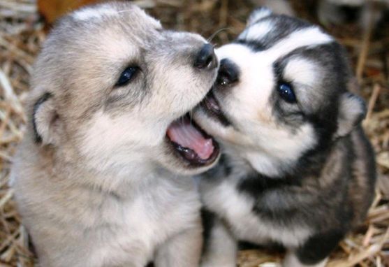 Отдам щенков лайки в добрые руки