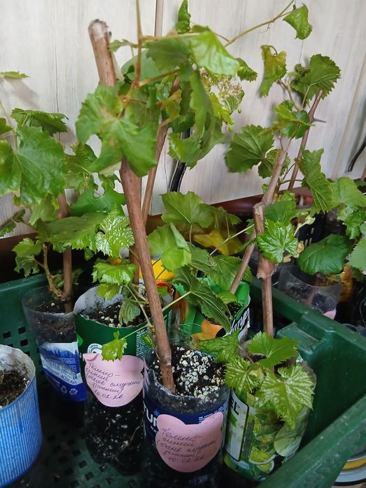 Продам саженцы винограда