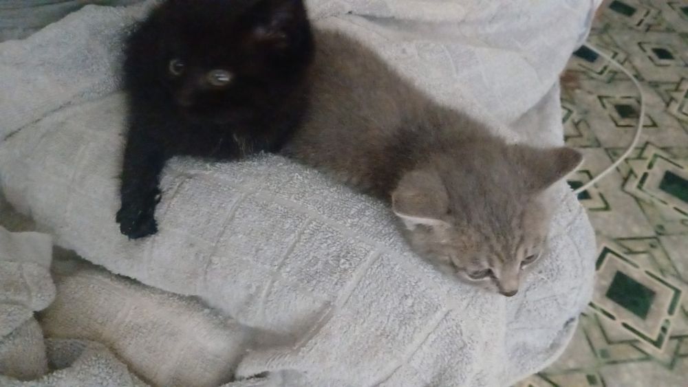 отдам котят в добрые руки