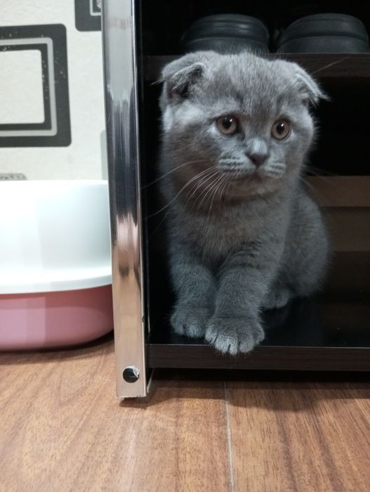 Продаются котята: порода Скотиш Фолд.