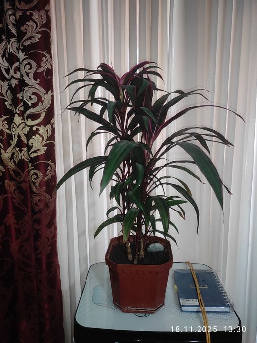 Продам цветы гиппеаструма и амазонской лилии. Цена указана без горшка.