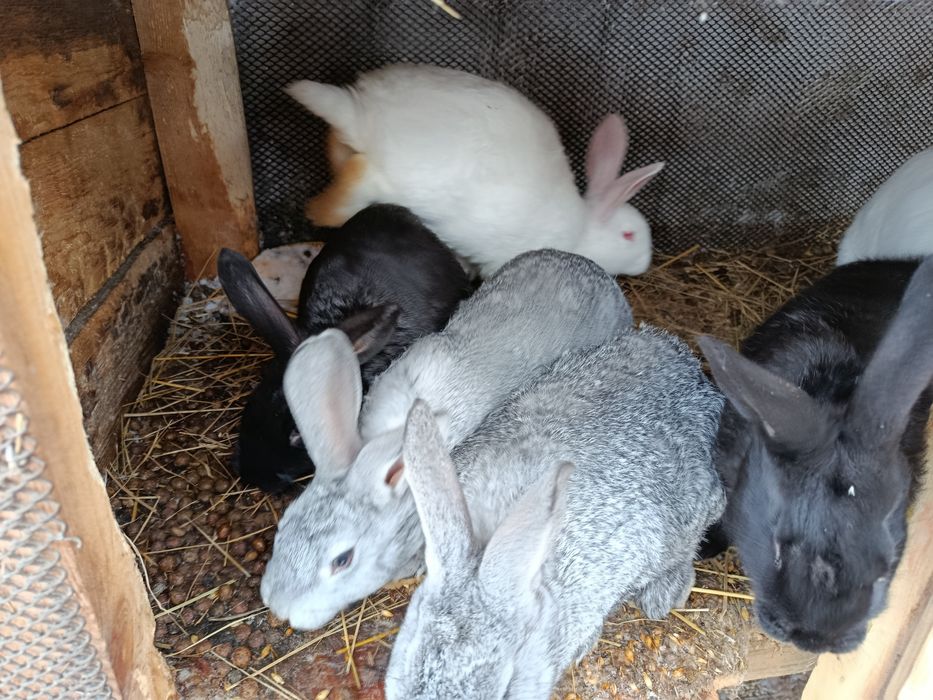 Продам кроликов!